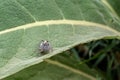 Judgmental grasshopper on a leaf