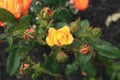 Judy Garland rose bush inside landscaping buds and flowers Royalty Free Stock Photo