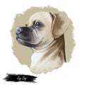 Jug dog isolated digital art illustration. Hand drawn dog muzzle portrait, puppy cute pet. Dog breeds originating United States.