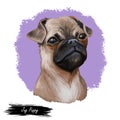 Jug dog isolated digital art illustration. Hand drawn dog muzzle portrait, puppy cute pet. Dog breeds originating United States.