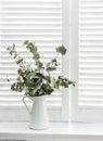 Jug of dried eucalyptus branches on a window with light wooden shutters. Rustic home decoration concept