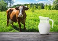 Jug of milk against the beautiful brown cow Royalty Free Stock Photo