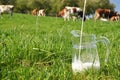 Jug of milk against herd of cows Royalty Free Stock Photo