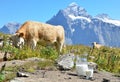 Jug of milk against herd of cows