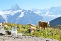 Jug of milk against herd of cows