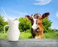 Jug of milk with splash on background of the muzzle of calf Royalty Free Stock Photo