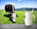 Jug of milk with splash on the background of spotted cow Royalty Free Stock Photo