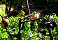 Jug tree. folk tradition of clay milk jogs hung on dry trees Royalty Free Stock Photo