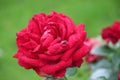 Jugendliebe Rose in rosesarium Boskoop Royalty Free Stock Photo