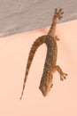 Juggler gecko Royalty Free Stock Photo