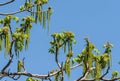 Juglandaceae juglans ailantifolia carriere, female and male flowers