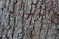 JUGLANS CALIFORNICA BARK - TEMESCAL GATEWAY P - 121920 D