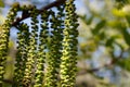 JUGLANS CALIFORNICA STAMINATE BLOOM - BALLONA FWM - 031621 A