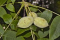 Juglans cinerea, butternut Royalty Free Stock Photo