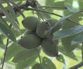 Juglans mandshurica - fruits