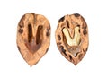 Juglans mandshurica or Manchurian walnut isolated on white backg Royalty Free Stock Photo