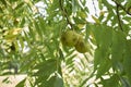 Fruit close up of Juglans nigra tree