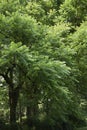 Foliage of Juglans nigra tree Royalty Free Stock Photo