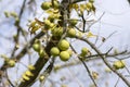 Juglans nigra green unripened nuts on bare branches, against blue sky