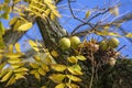 Juglans nigra green unripened nuts on bare branches in fat husk against blue sky Royalty Free Stock Photo