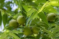 Juglans nigra green unripened nuts on branches Royalty Free Stock Photo