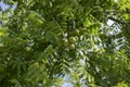 Juglans nigra green unripened nuts on branches Royalty Free Stock Photo