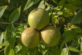 Juglans nigra green unripened nuts on branches