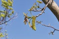 Juglans regia in bloom Royalty Free Stock Photo