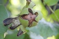 Juglans regia fruit ripening among green foliage on tree. Nut growing on branch