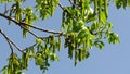 Juglans regia, the Persian walnut, English walnut, Carpathian walnut, Madeira walnut, common walnut blooming in spring.