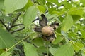 Juglans regia ripe walnut on a branch tree