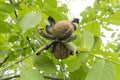 Juglans regia ripe walnuts on a branch tree