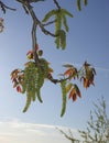 Juglans regia tree in bloom Royalty Free Stock Photo