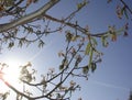 Juglans regia tree in bloom Royalty Free Stock Photo