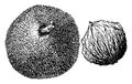 Juglans Regia vintage illustration