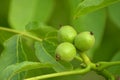 Juglans regia. Young walnut fruits