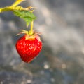 JUICE BERRIES OF STRAWBERRY ON GREEN LEAF. SPRING SUNNY DAY. Royalty Free Stock Photo