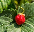 JUICE BERRIES OF STRAWBERRY ON GREEN LEAF. SPRING SUNNY DAY. Royalty Free Stock Photo