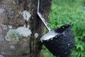 Juice of rubber trees to collect for the production of rubber Royalty Free Stock Photo