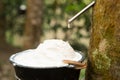Juice of rubber trees to collect for the production of rubber Royalty Free Stock Photo