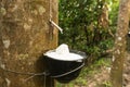 Juice of rubber trees to collect for the production of rubber Royalty Free Stock Photo