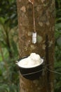 Juice of rubber trees to collect for the production of rubber Royalty Free Stock Photo