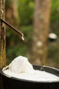 Juice of rubber trees to collect for the production of rubber Royalty Free Stock Photo