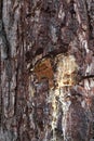 Juice of a tree flowing from a chopped damaged pine Royalty Free Stock Photo