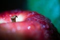 Juicy apple with water drops macro abstract blurred background Royalty Free Stock Photo
