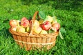 Juicy apples in basket. Harvesting in orchard .