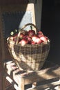 Juicy apples in a basket  on an old retro chair in the garden Royalty Free Stock Photo