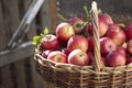 Juicy apples in a basket  on an old retro chair in the garden Royalty Free Stock Photo