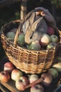 Juicy apples in a basket  on an old retro chair in the garden Royalty Free Stock Photo