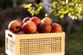 Juicy apples with green leaves in wooden crate against the background of green grass in the sun. Freshly pickled ripe Royalty Free Stock Photo